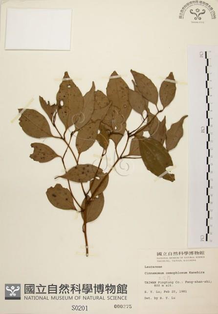 土肉桂藏品圖，第1張