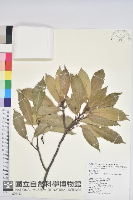 青剛櫟、鐵椆藏品圖，第1張