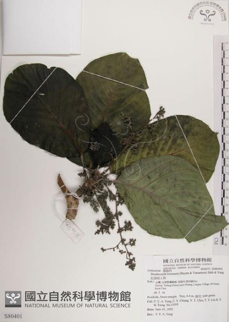 紅頭咬人狗藏品圖，第1張