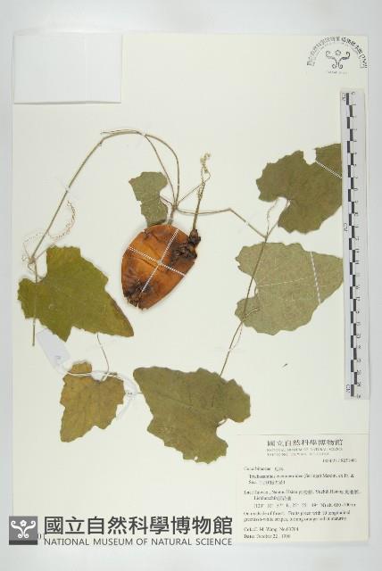 王瓜藏品圖，第1張