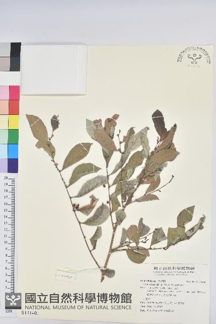 細葉饅頭果藏品圖，第1張