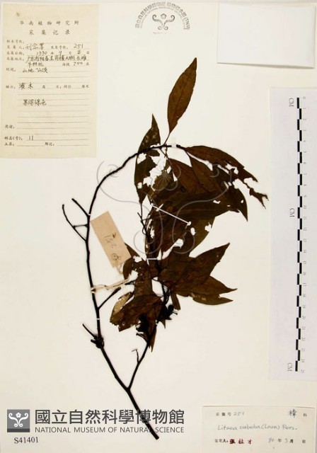 山胡椒藏品圖，第1張