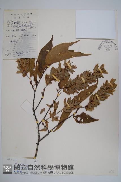 雷公鵝耳櫪藏品圖，第1張