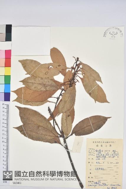 橿葉柯藏品圖，第1張