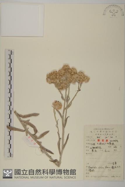 香青藏品圖，第1張