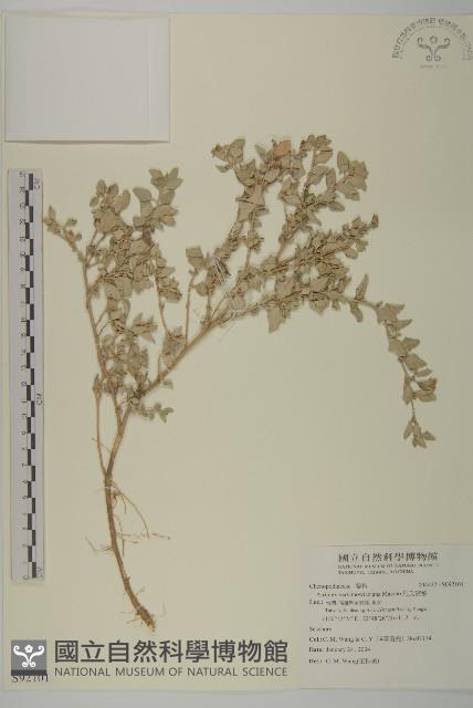 馬氏濱藜藏品圖，第1張