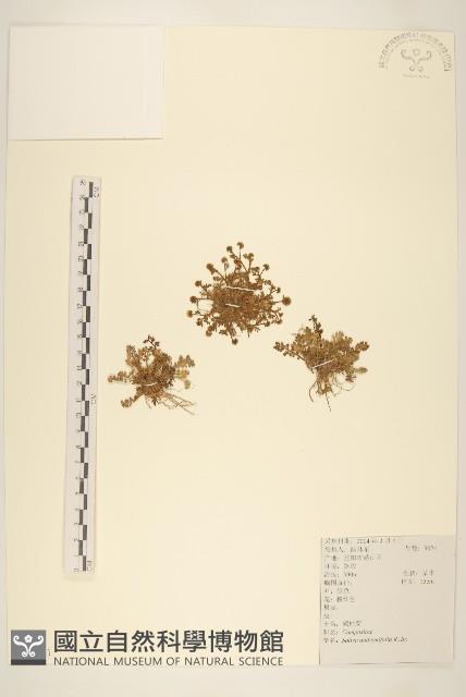 假吐金菊藏品圖，第1張