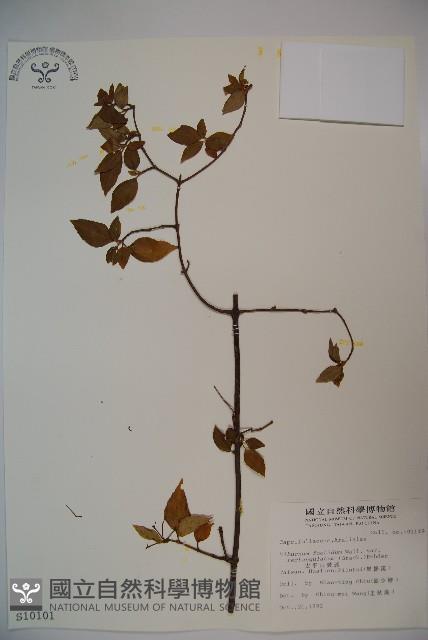 狹葉莢迷藏品圖，第1張