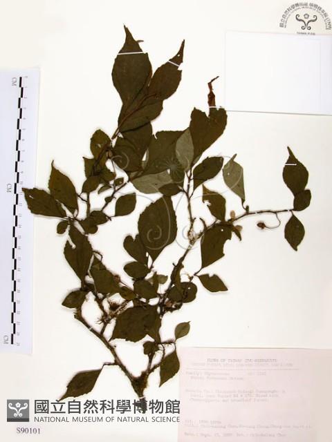 烏皮九芎、奮起湖野茉莉藏品圖，第1張