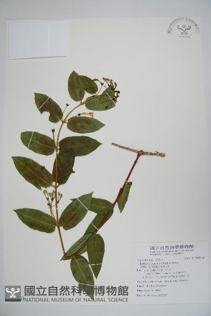 阿里山忍冬、漸尖葉忍冬藏品圖，第1張