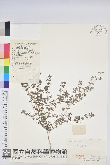 斑地錦藏品圖，第1張