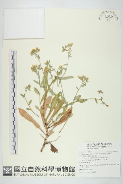 臺灣假黃鵪菜藏品圖，第1張