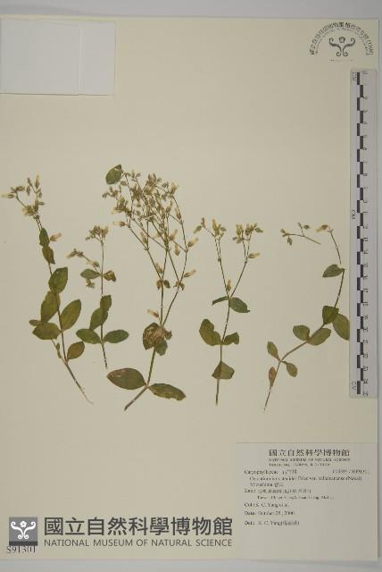 卷耳藏品圖，第1張