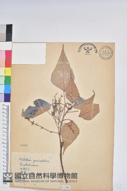 白匏子藏品圖，第1張