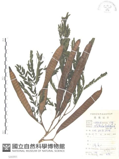 銀合歡藏品圖，第1張