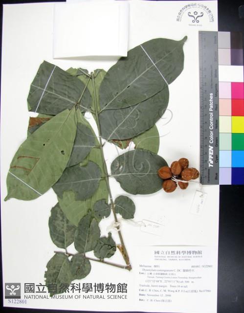 蘭嶼椌木藏品圖，第1張