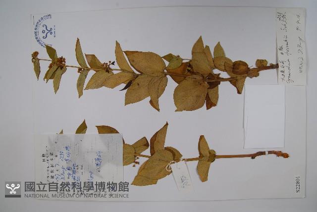 群虎草、大理白前藏品圖，第1張