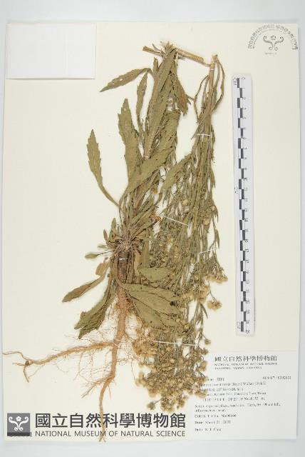 野茼蒿藏品圖，第1張