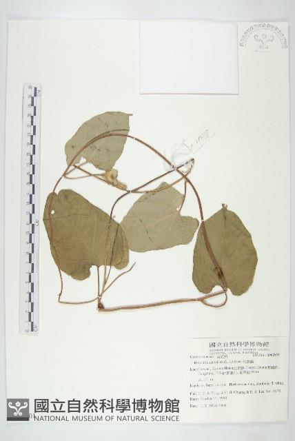 Accession Number:S062801 Collection Image, Figure 1, Total 2 Figures