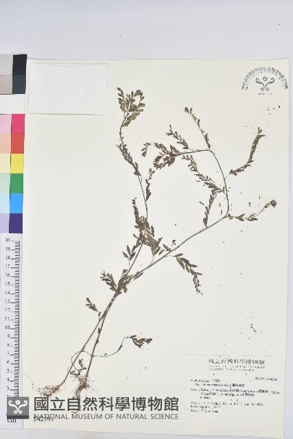 擬葉下珠、細葉油柑藏品圖，第1張