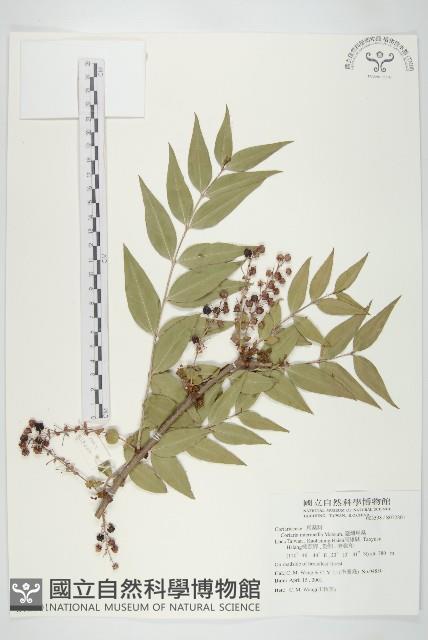 臺灣馬桑藏品圖，第1張