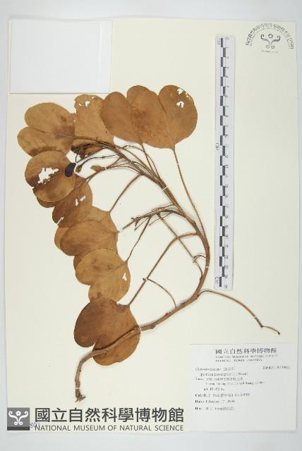 登錄號:S120801藏品圖，第1張