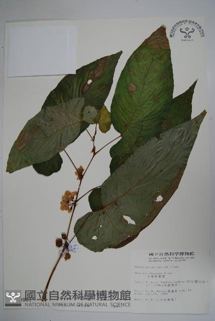 圓果秋海棠藏品圖，第1張