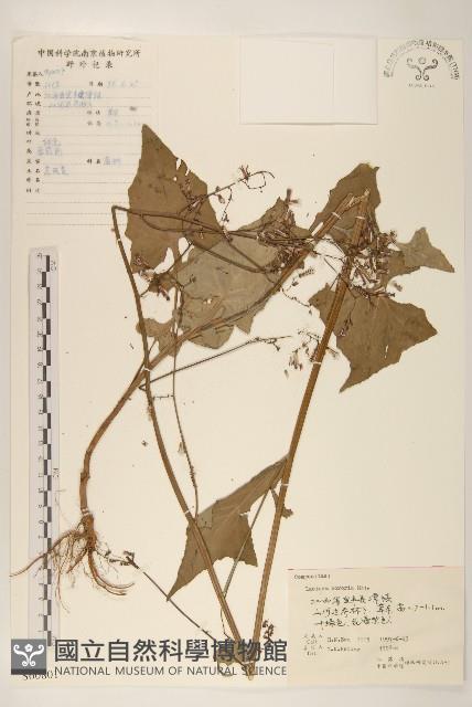 山萵苣藏品圖，第1張