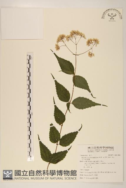 田代氏澤蘭藏品圖，第1張