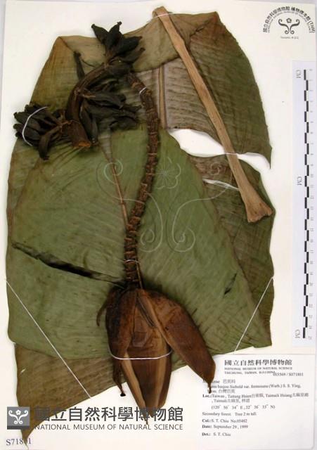 台灣芭蕉藏品圖，第1張