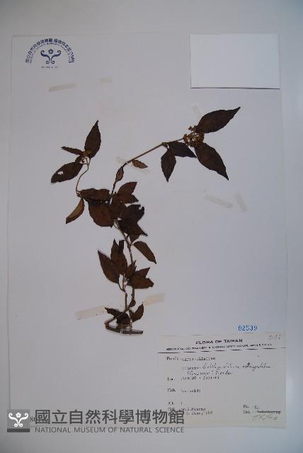 狹葉莢迷藏品圖，第1張