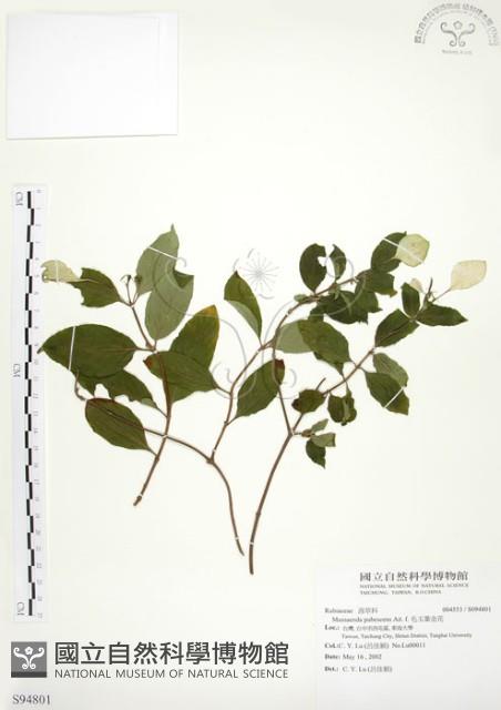 毛玉葉金花藏品圖，第1張