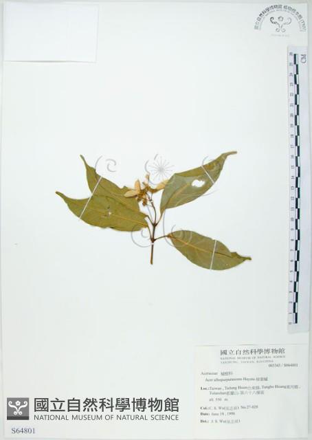 樟葉槭, 飛蛾子樹藏品圖，第1張