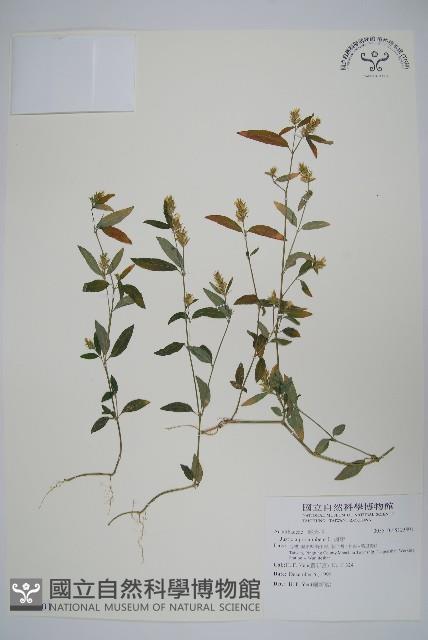 爵床藏品圖，第1張