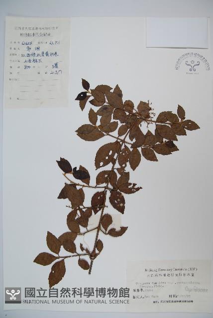 狹葉莢迷藏品圖，第1張