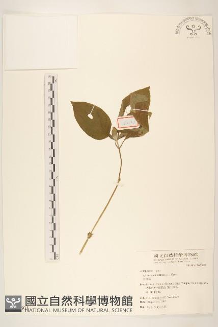 金腰箭藏品圖，第1張