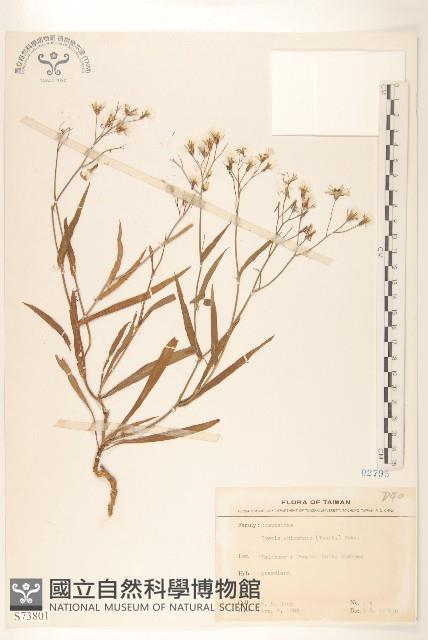 兔仔菜藏品圖，第1張