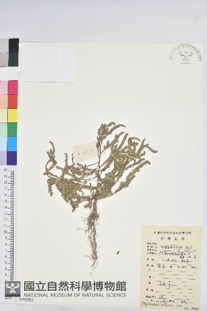 葉下珠、珠仔草藏品圖，第1張