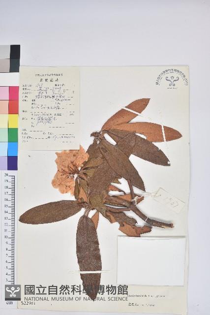 川滇杜鵑藏品圖，第1張