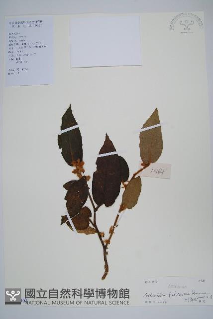 棕毛獼猴桃藏品圖，第1張