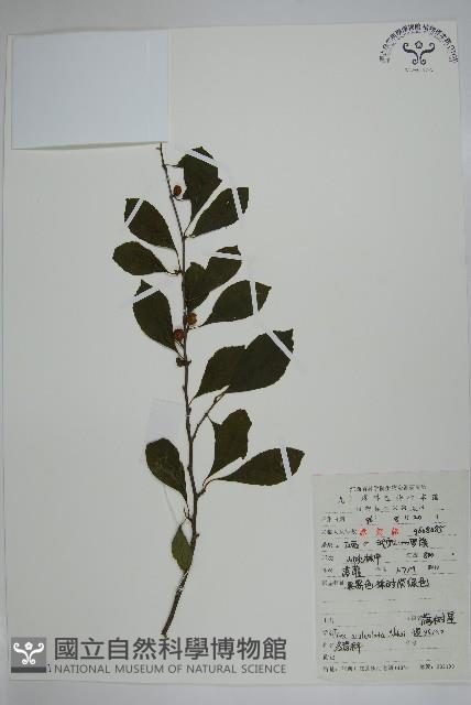 鼠李冬青、滿樹星藏品圖，第1張