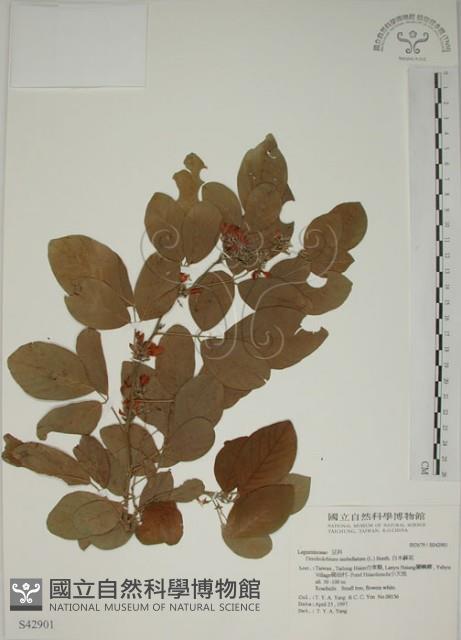 白木蘇花藏品圖，第1張