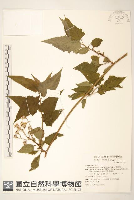 蔓黃菀藏品圖，第1張