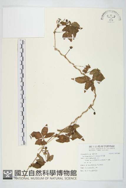 番仔藤藏品圖，第1張