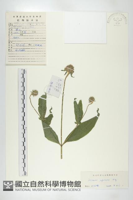 續斷藏品圖，第1張