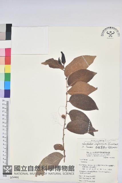 錫蘭饅頭果，香港饅頭果，大葉饅頭果，香港算盤子藏品圖，第1張