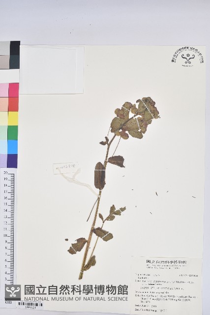 登錄號:S190901藏品圖，第1張