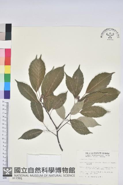 青剛櫟、鐵椆藏品圖，第1張