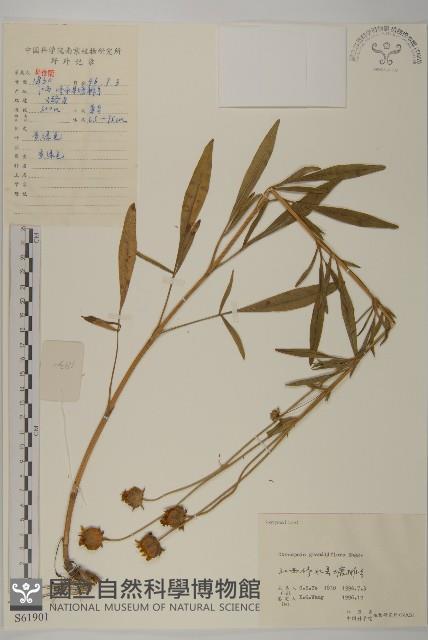 大花金雞菊藏品圖，第1張