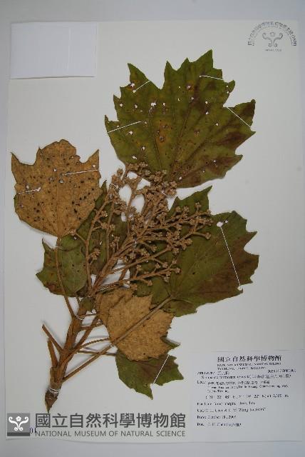 華參、裡白八角金盤藏品圖，第1張